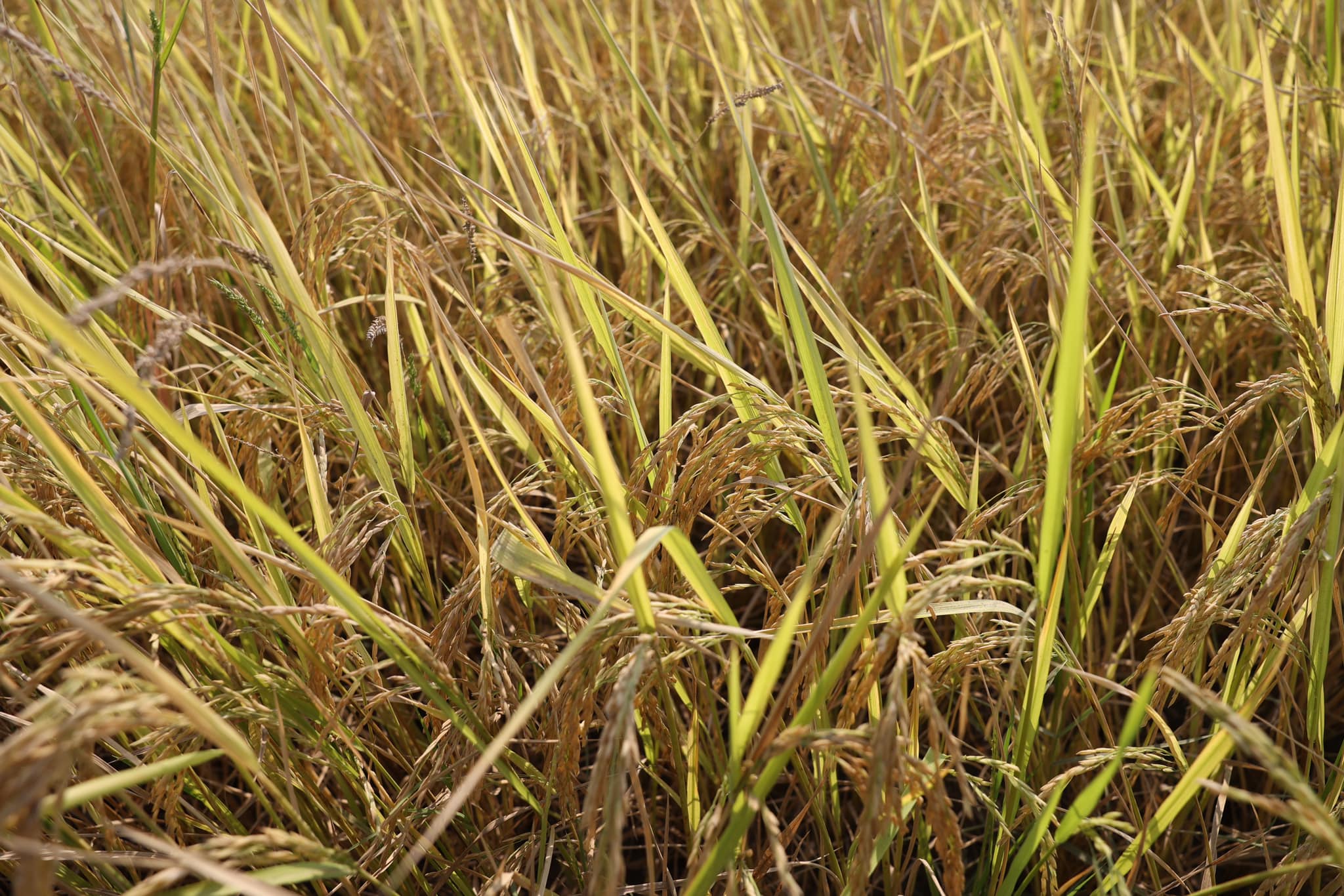 428603053_801530295350594_2963171367395224652_n