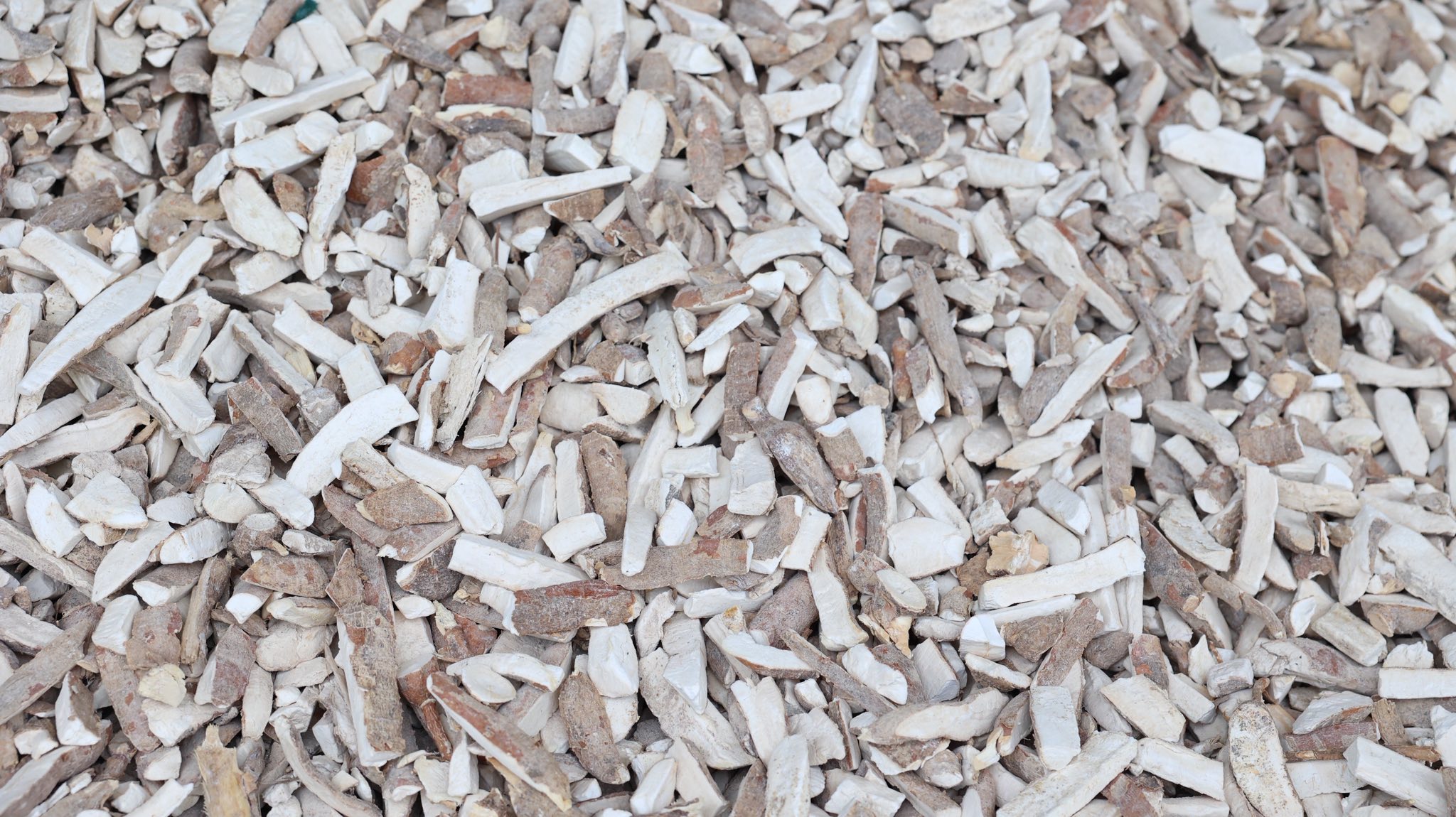 507978314_1155203456649941_8434932703813292859_n