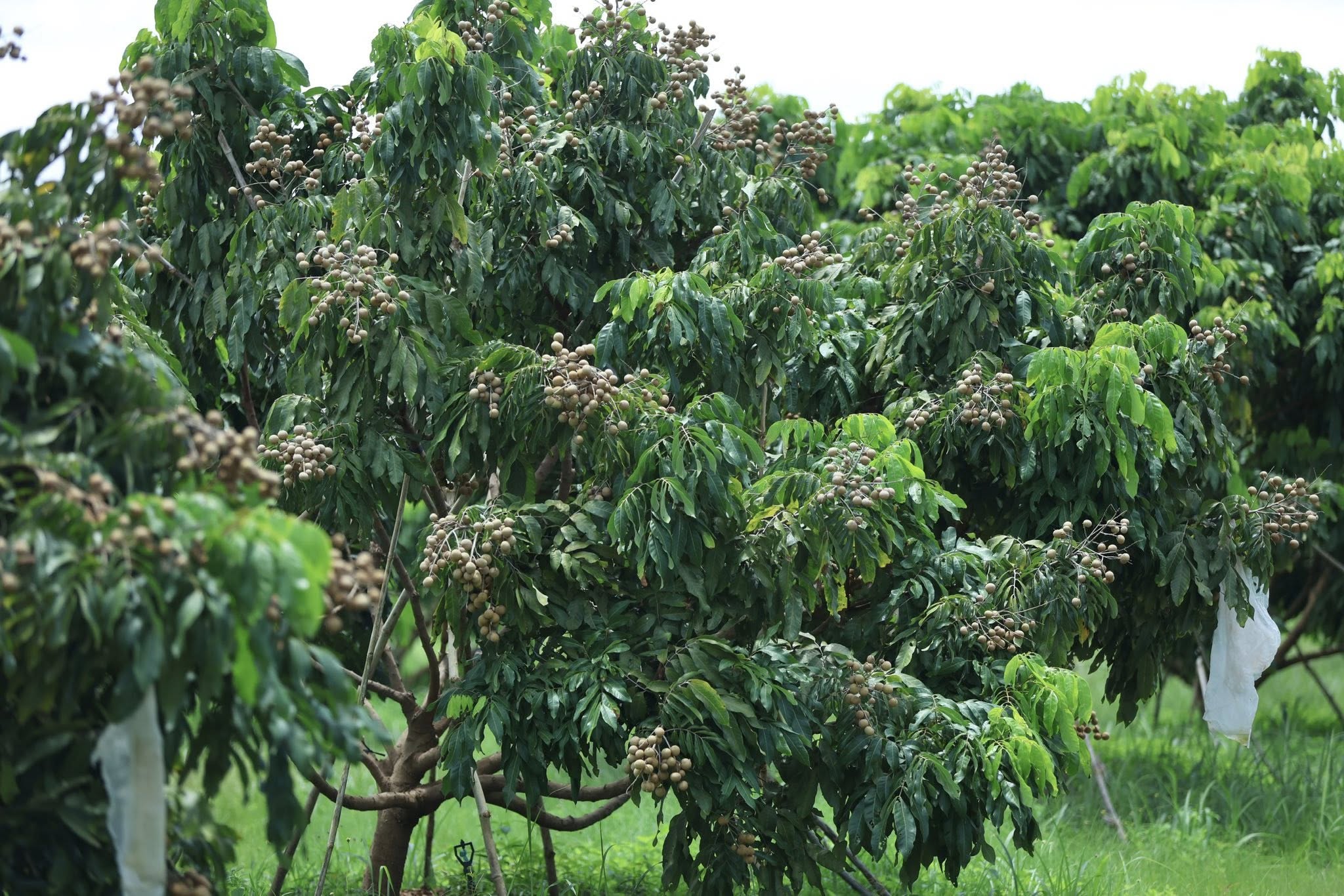 516600877_1177966414373645_4727677609786648774_n