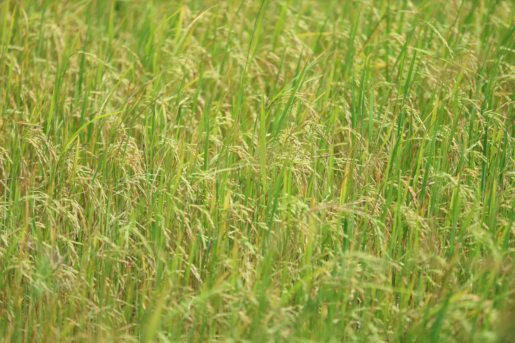 518414717_1177966341040319_4567004872014209829_n