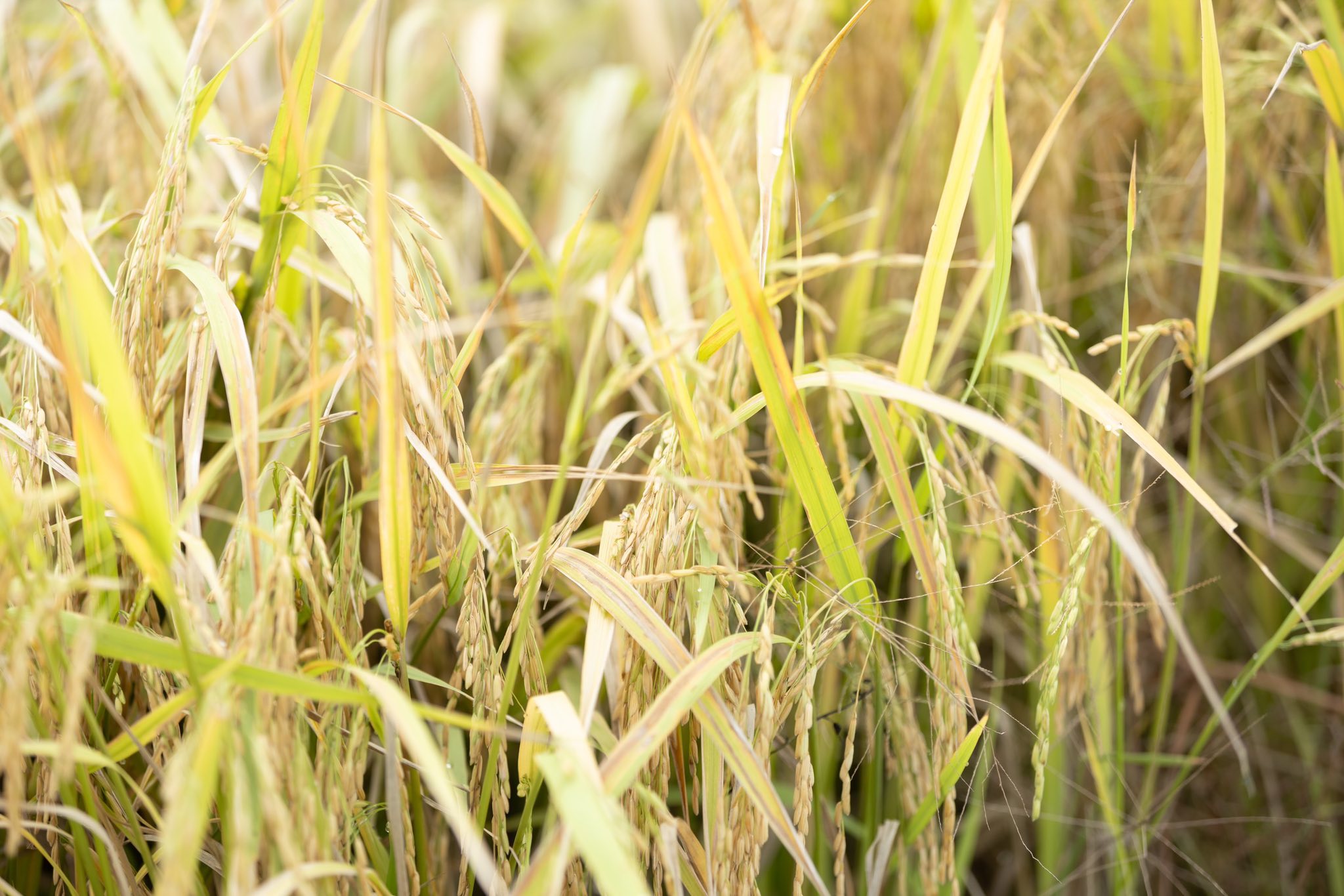 558677275_1256139083223044_1475614546616350325_n