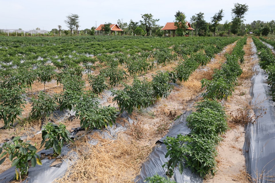 597854428_1309705631199722_6503020325968685630_n