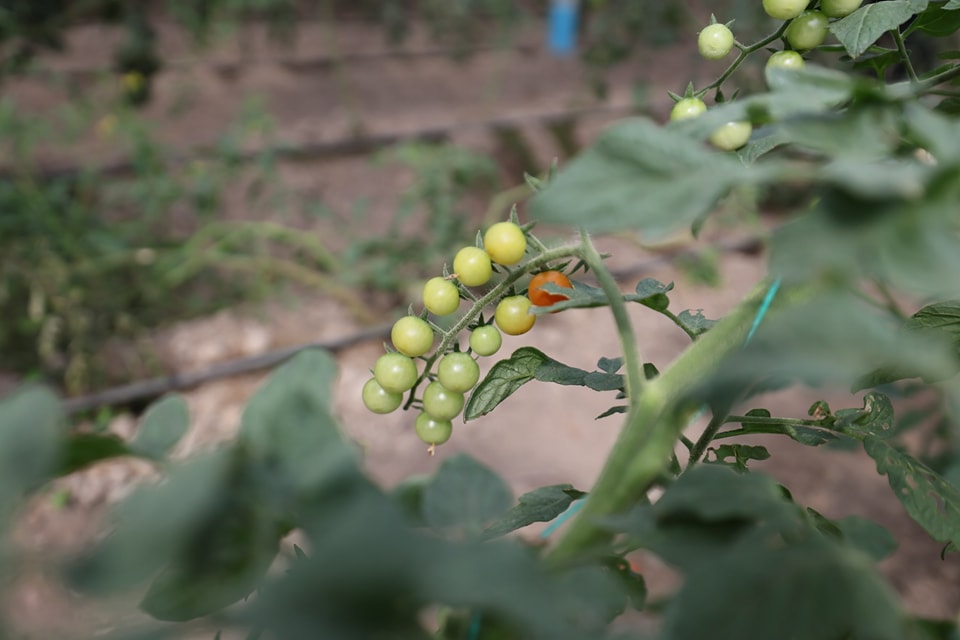 598692870_1309705497866402_6545995990280565542_n