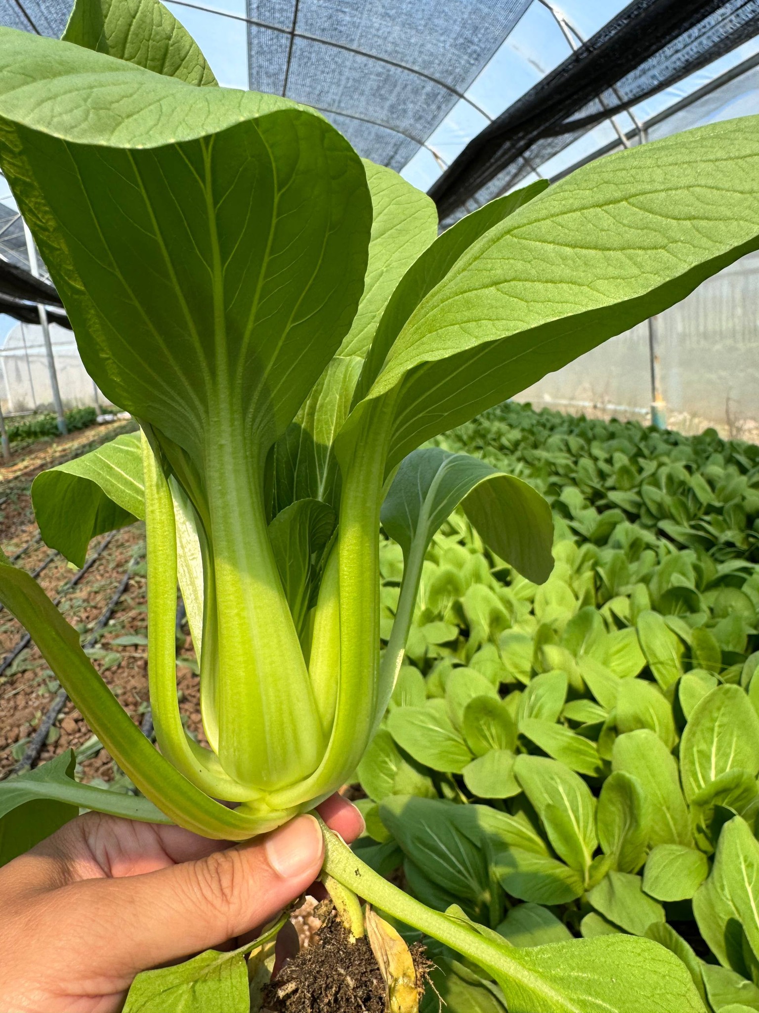 599652911_1313431800827105_606356447402279999_n