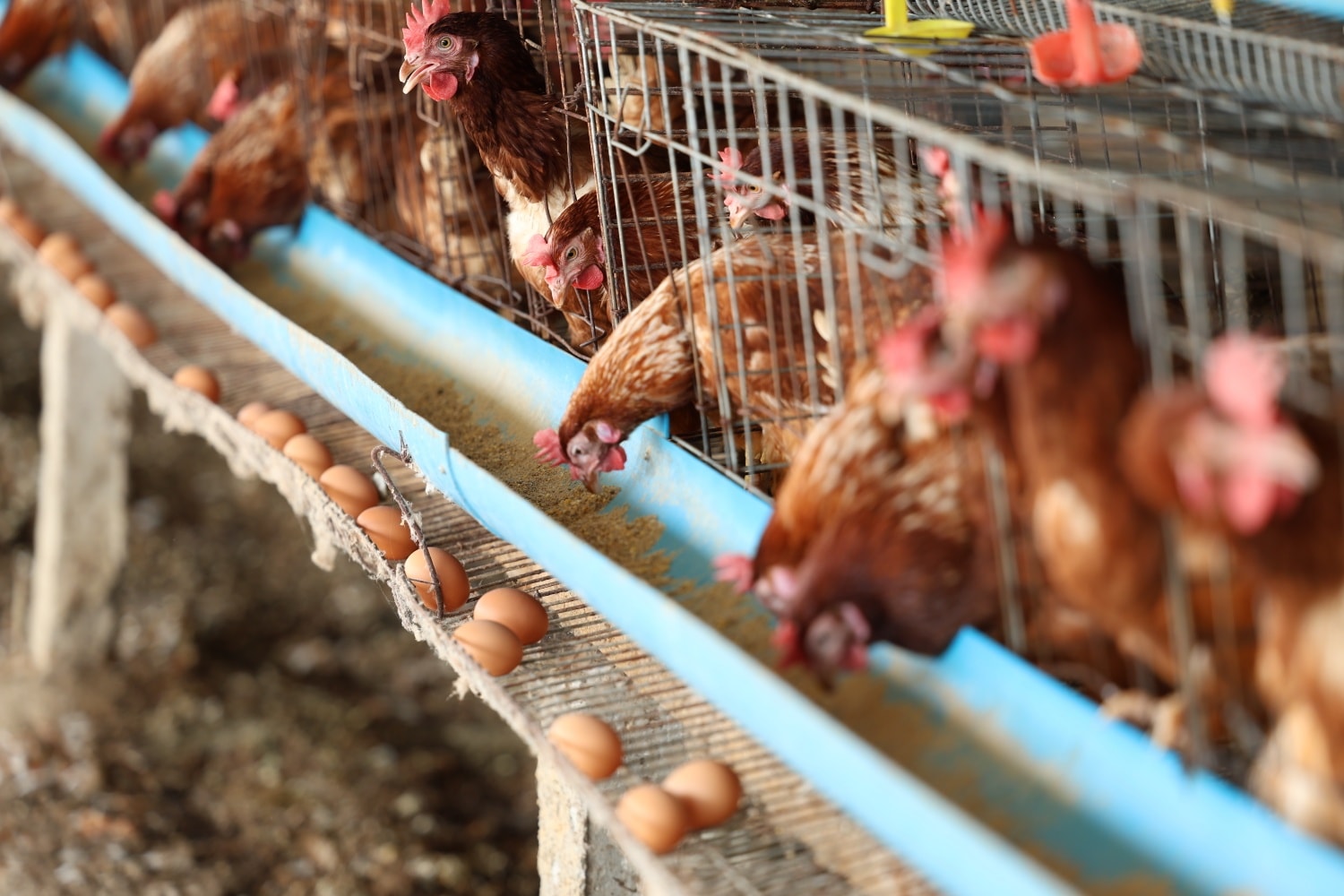 600213427_1309706494532969_7381566753875434239_n