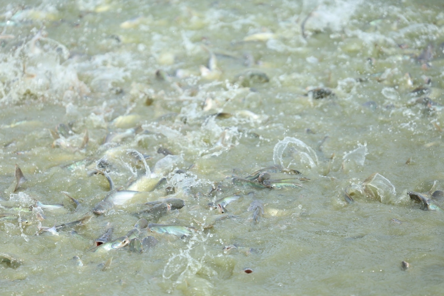 600218237_1309706444532974_7262806325056647637_n