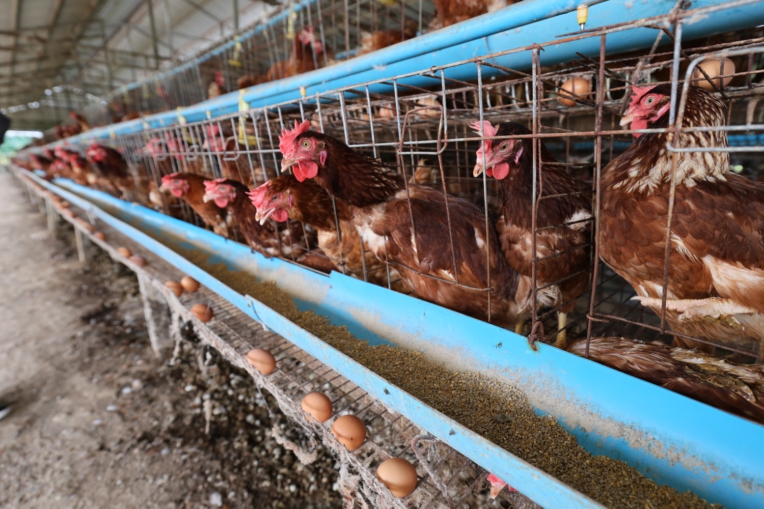 600279354_1309706644532954_2421730130048408673_n