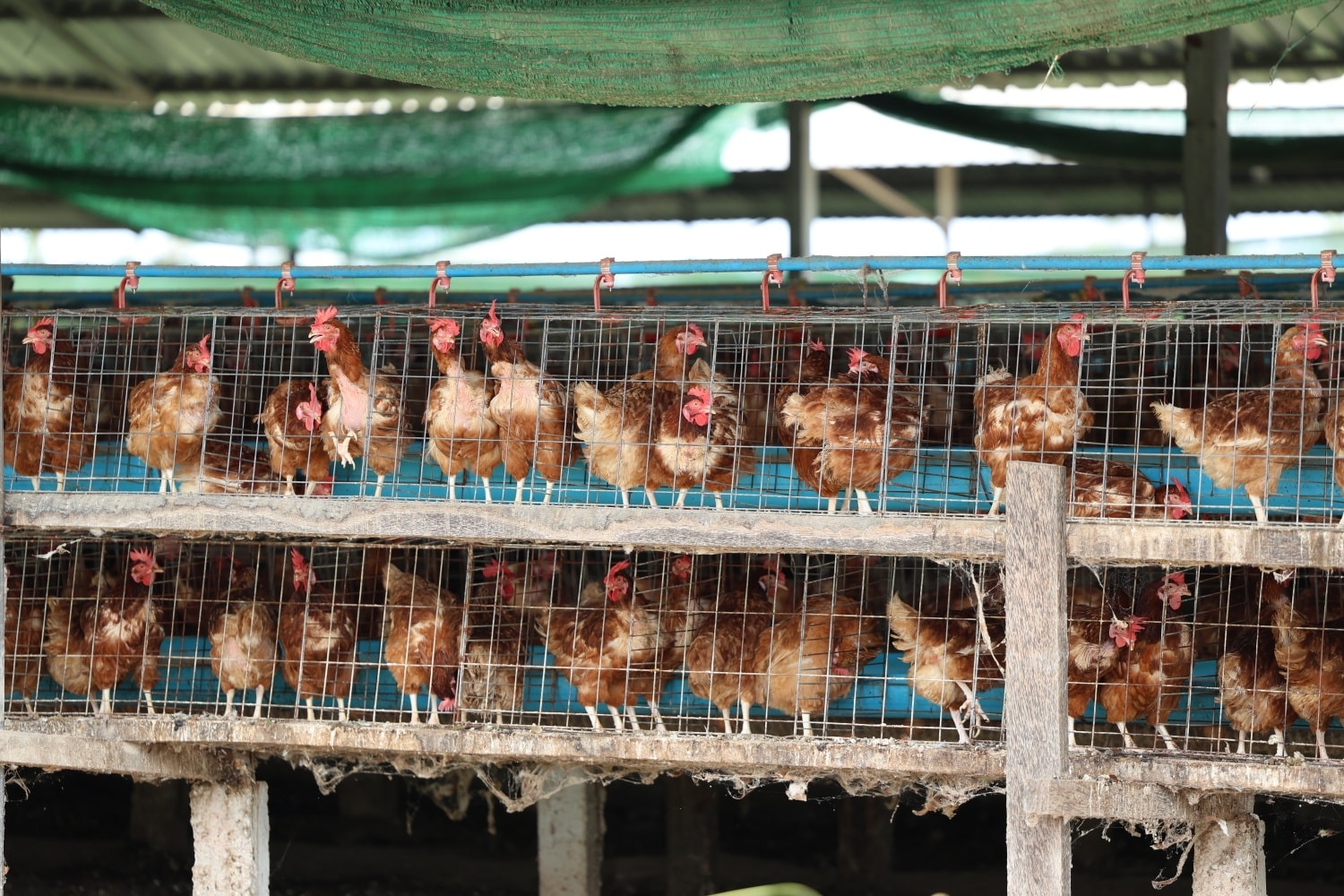 600303759_1309706551199630_4546973758646670850_n