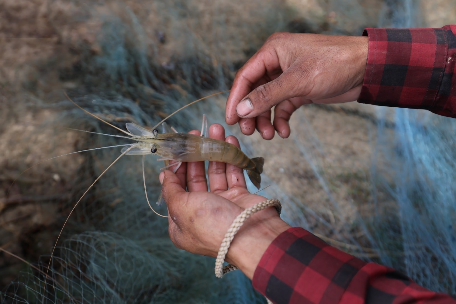 600320435_1309706471199638_3640778760393806258_n