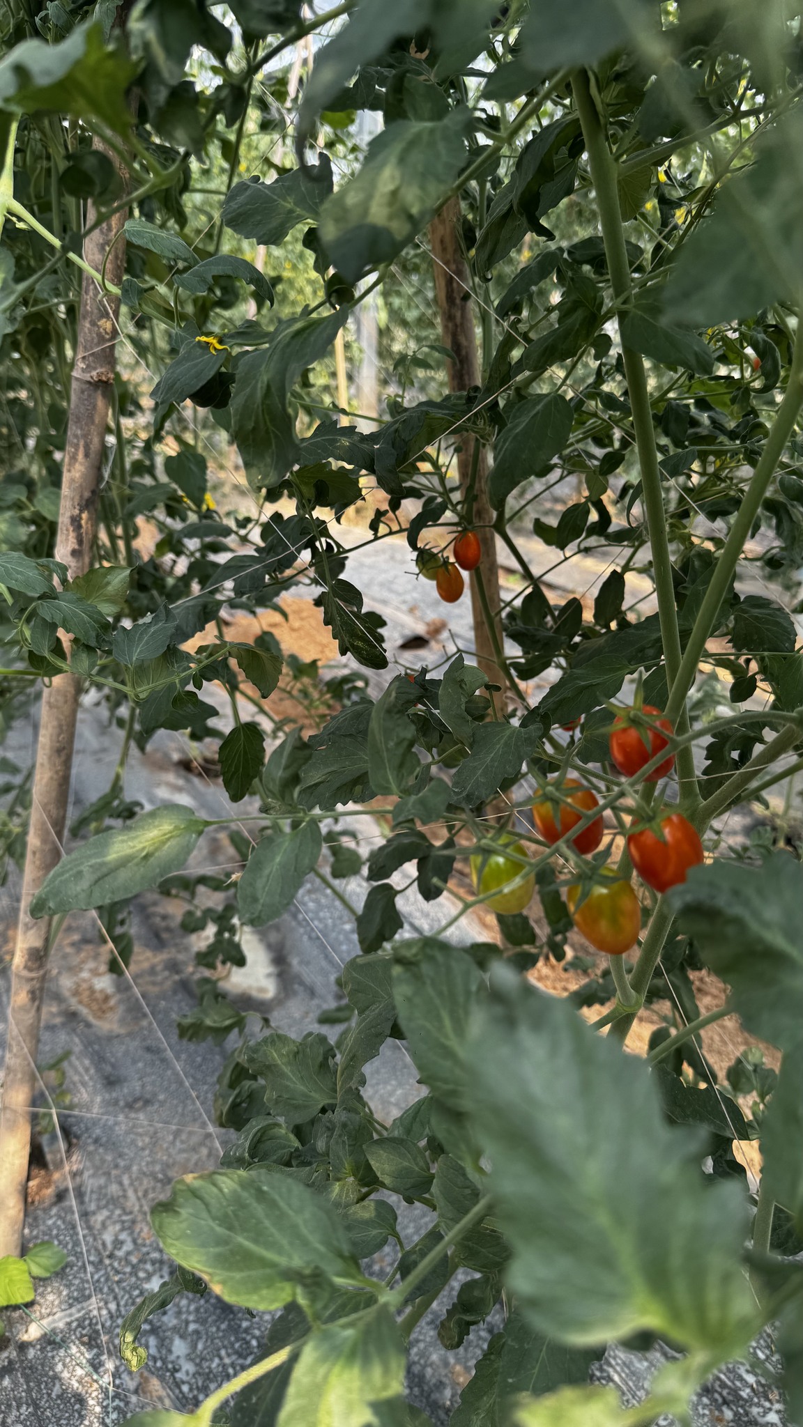 600347846_1313431980827087_3323471321048221864_n