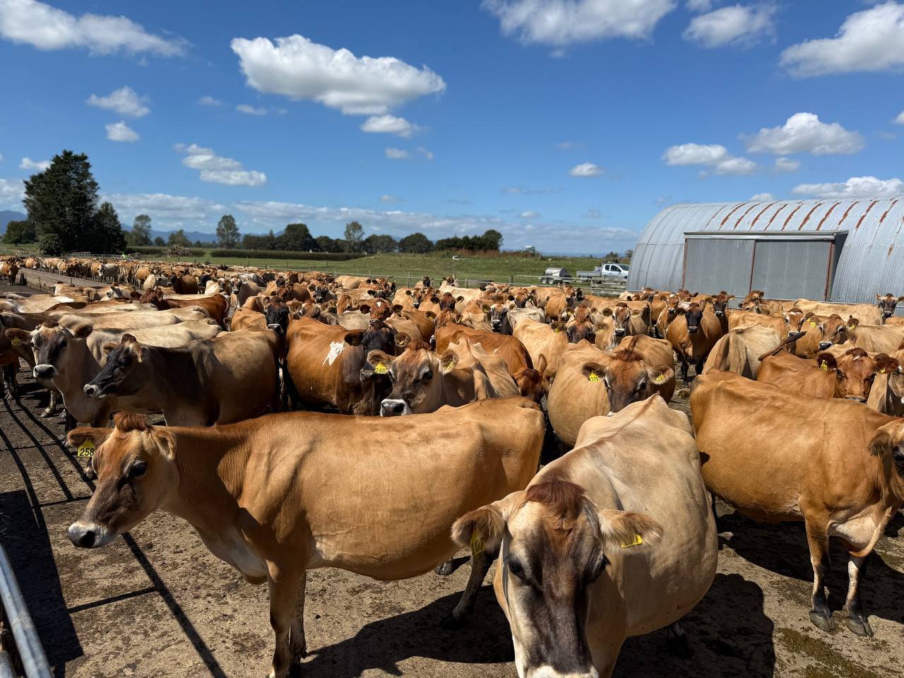 653755307_1386949450142006_4175328372178948978_n