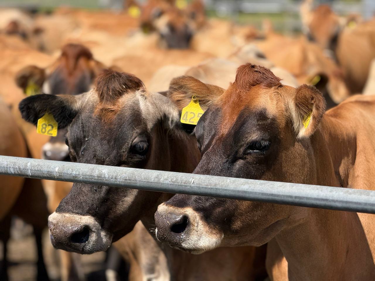 654802041_1386949516808666_3555379564577557419_n