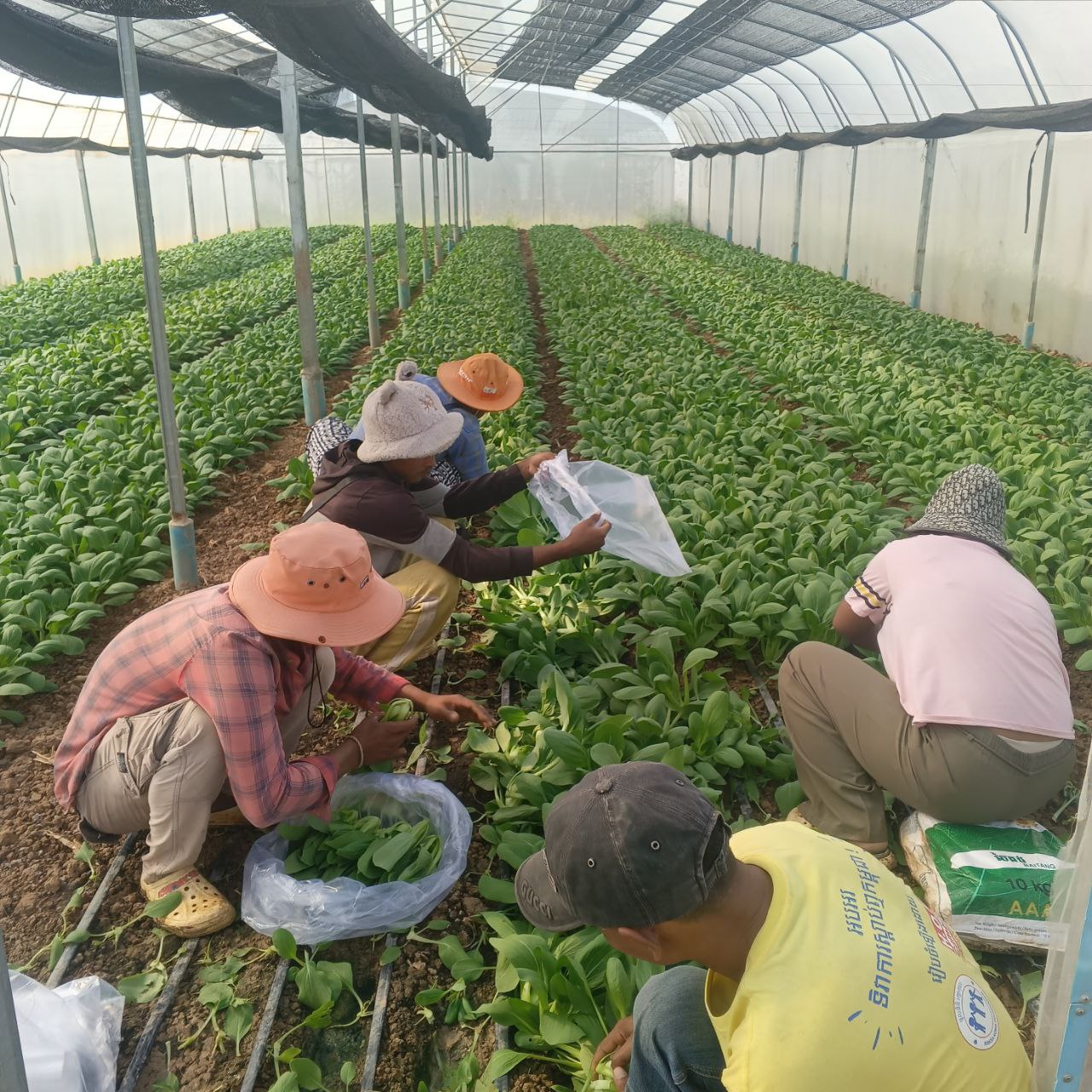 គម្រោងកសិកម្មឆ្លាតវៃ ជាគម្រោងដែលបង្កើតឡើងក្រោមការផ្តួចផ្តើមដ៏ខ្ពង់ខ្ពស់របស់ ឯកឧត្តមបណ្ឌិត កៅ ថាច ប្រតិភូរាជរដ្ឋាភិបាលទទួលបន្ទុកជាអគ្គនាយកធនាគារ ARDB ដែលមានទីតាំងស្ថិតនៅភូមិព្រែកថ្មី ឃុំជ័យធំ ស្រុកខ្សាច់កណ្ដាល ខេត្តកណ្ដាល