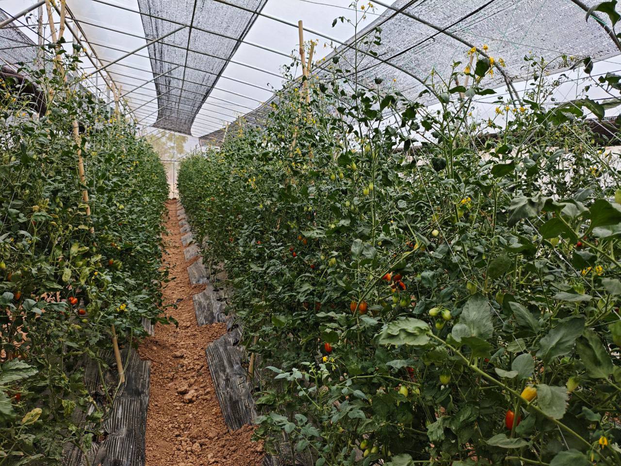 662539925_1404575518379399_5293847750006846664_n