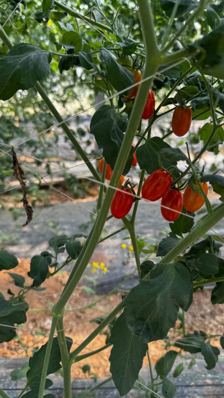 663322288_1404575511712733_8057683231645875450_n