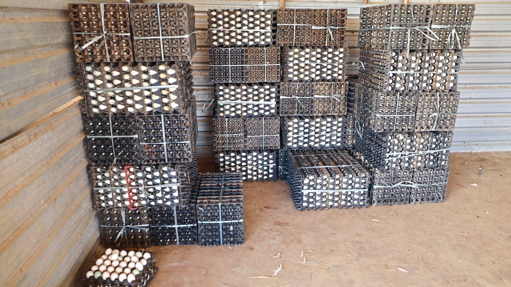 734039346_1479036690933281_7659918379549850478_n